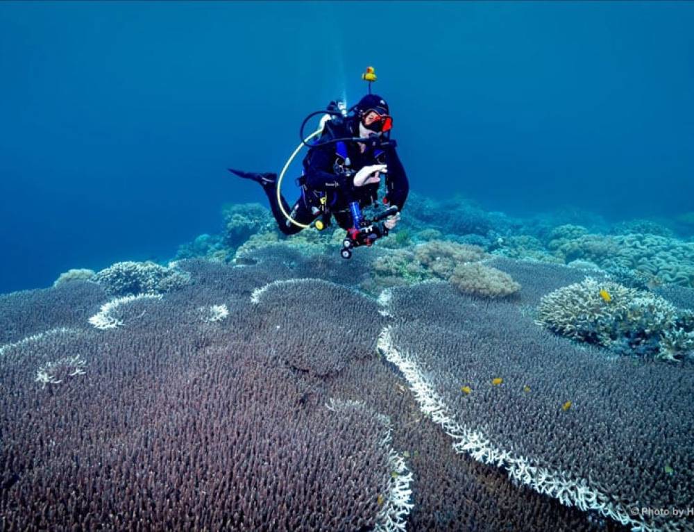 Scuba Diving Dauin | Sea Explorers Philippines